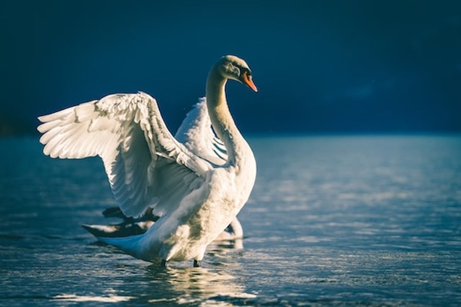 Welney's Wild Winter Swans