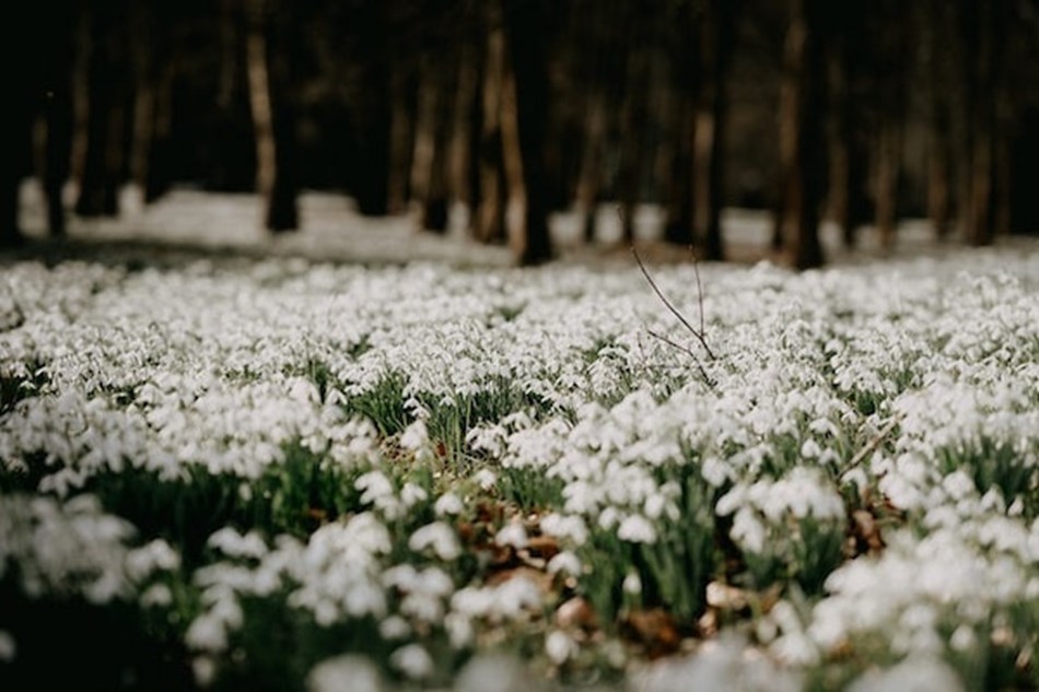 Evenley Wood Garden - Snowdrop Special