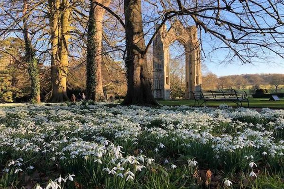 Snowdrops and Lavender