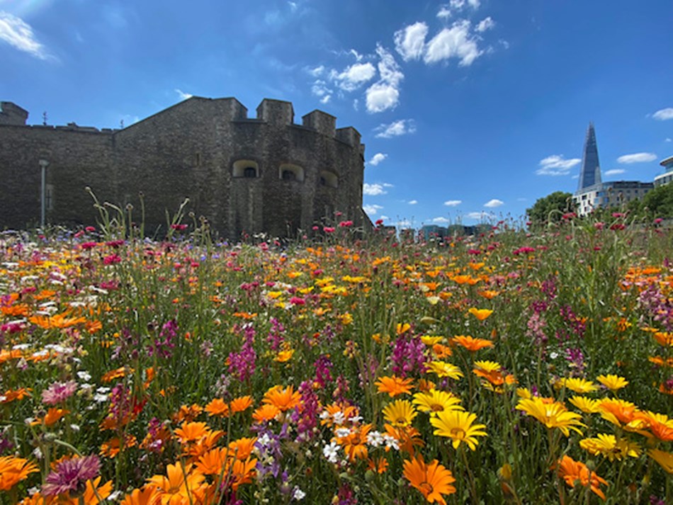 Tower of London - The Moat in Bloom